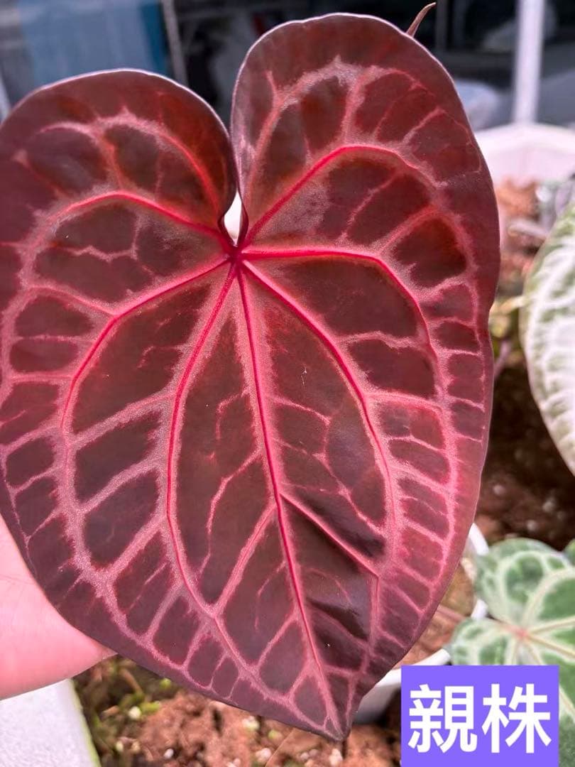 anthurium dream weaver✖️necromancer