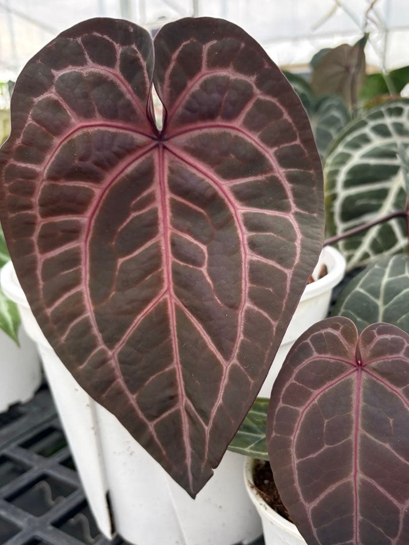 anthurium dream weaver✖️necromancer