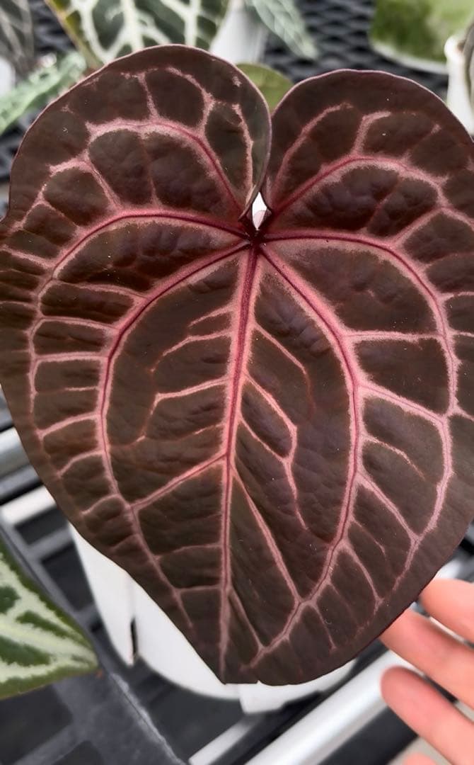 anthurium dream weaver✖️necromancer