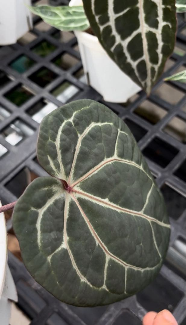 anthurium dream weaver✖️necromancer