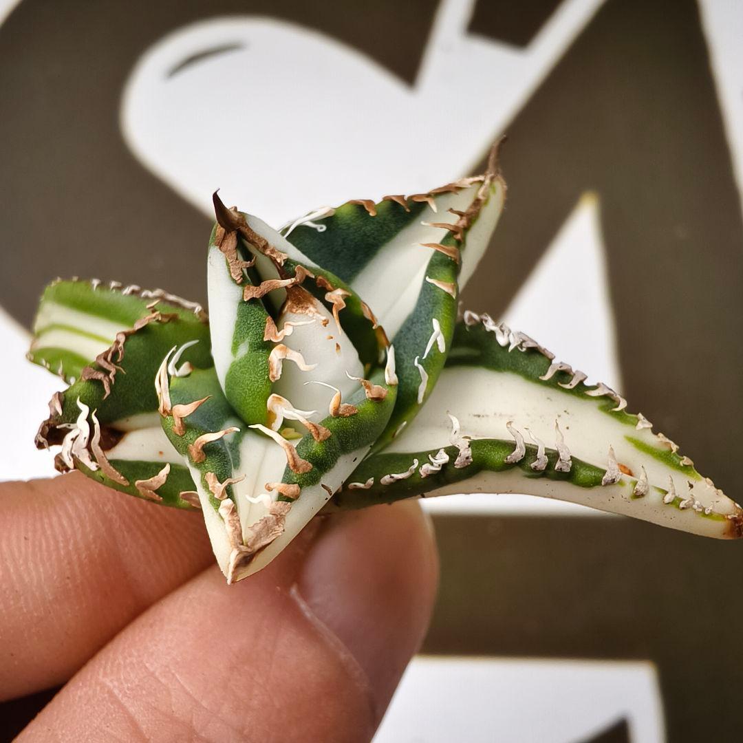 817 【上澳園芸】アガベ チタノタSAD 白中斑錦 鮮明錦 （永久斑）稀少株