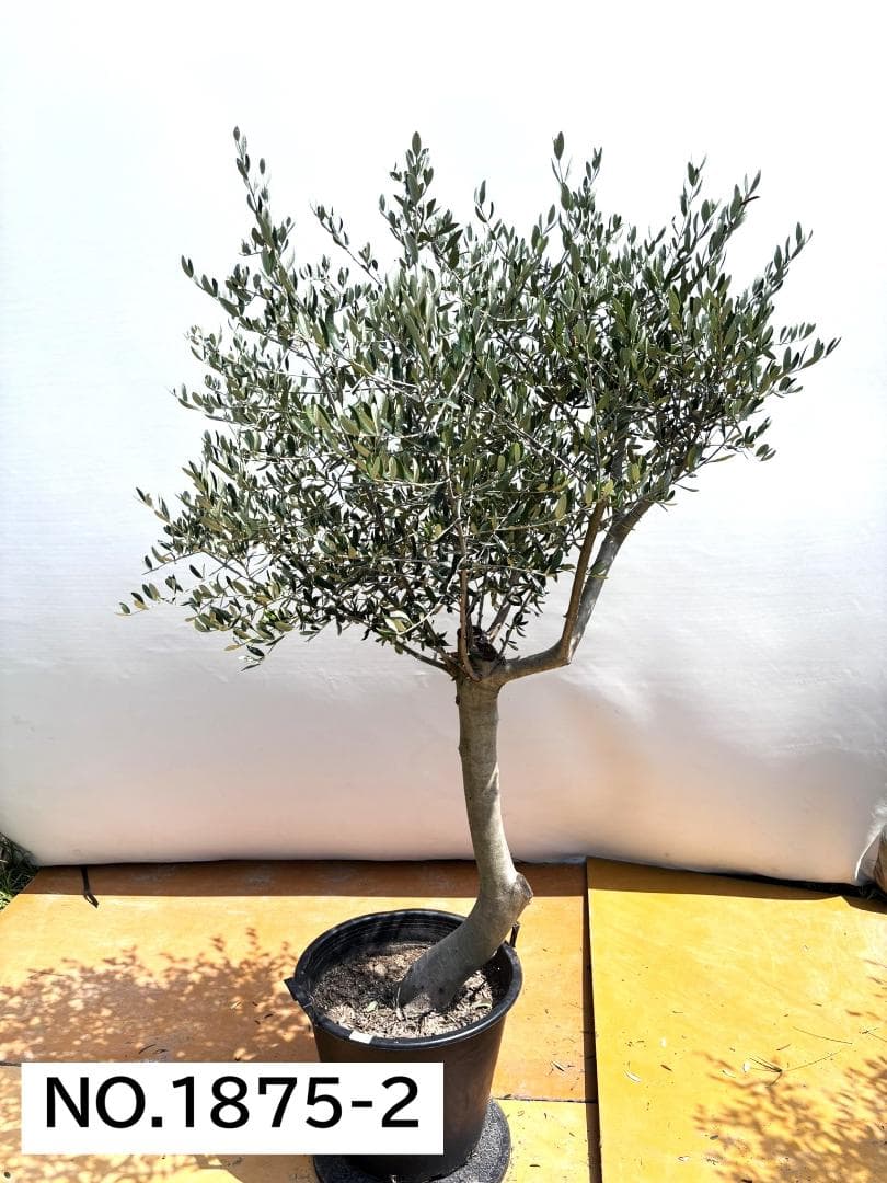 オリーブの木　ルッカ　約190cm　NO.1875　大型　現品掲載　人気品種
