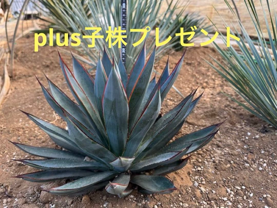 アガベ ブルーグロー【ユコ】