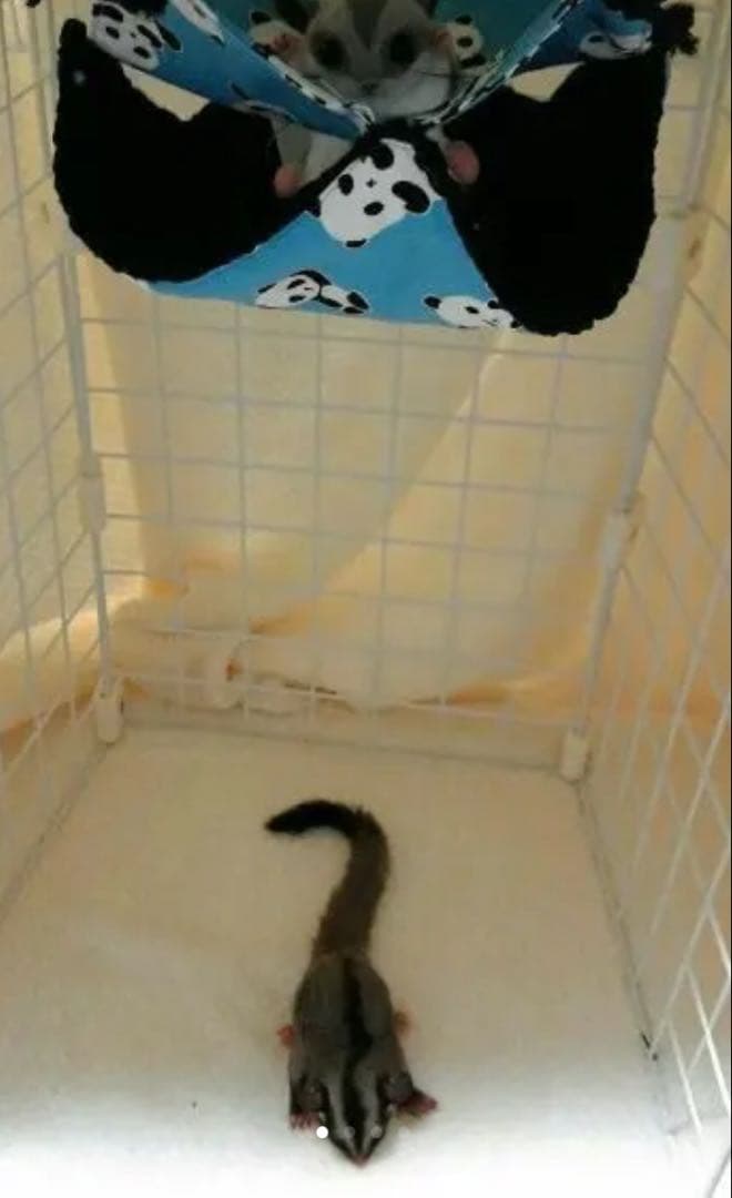 モモンガハウス(パンダ柄Ver.3)ボア 黒   2000円