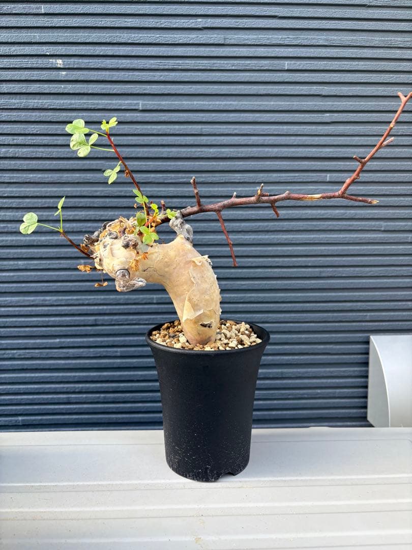 【希少】コミフォラ カタフ ピュア 【ソマリア産】