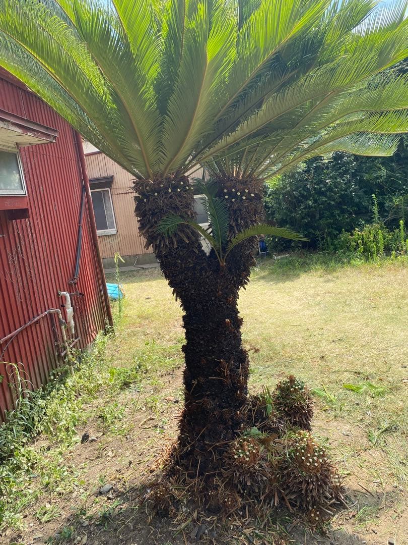 ソテツ