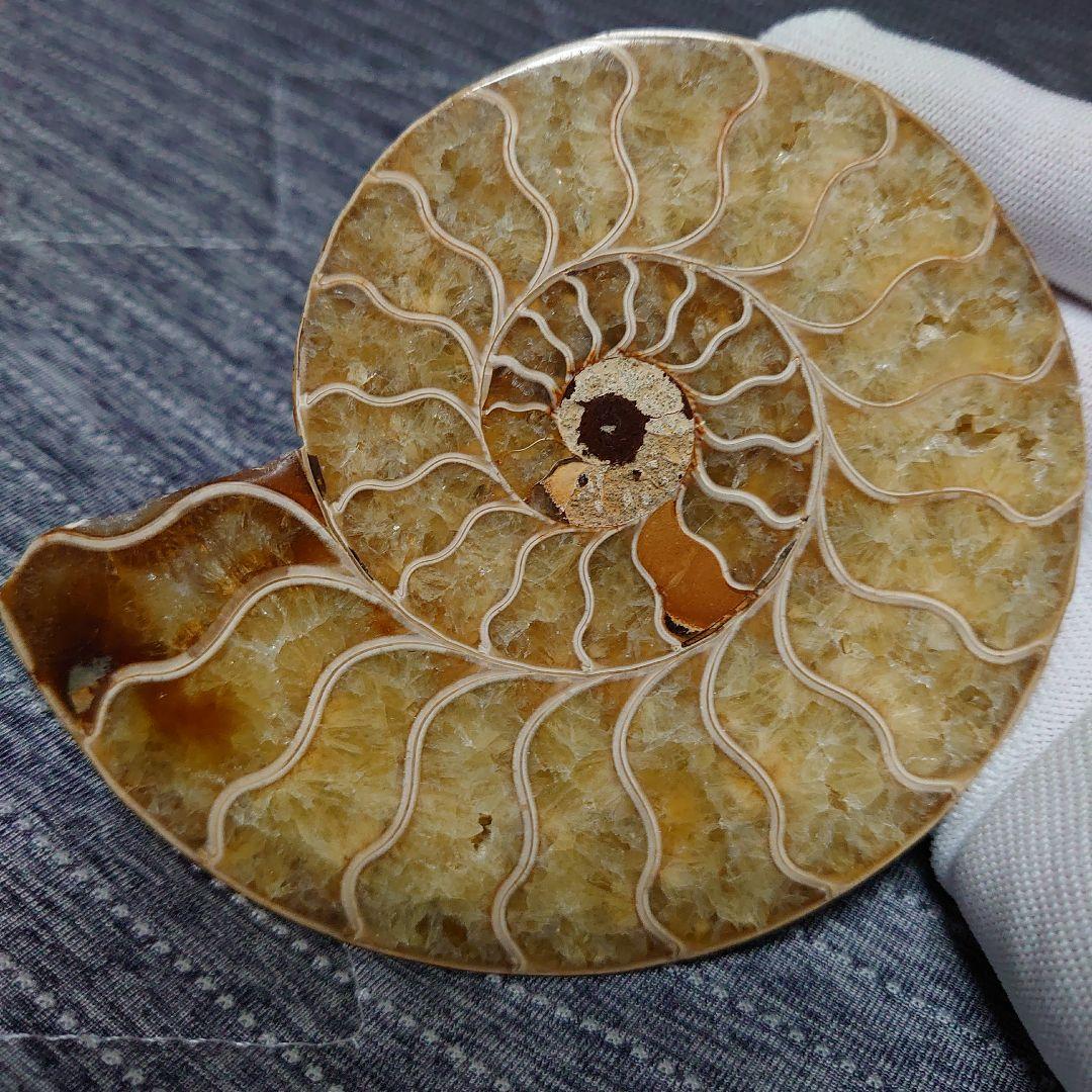 アンモナイト化石　ハーフカット　ペア　マダガスカル