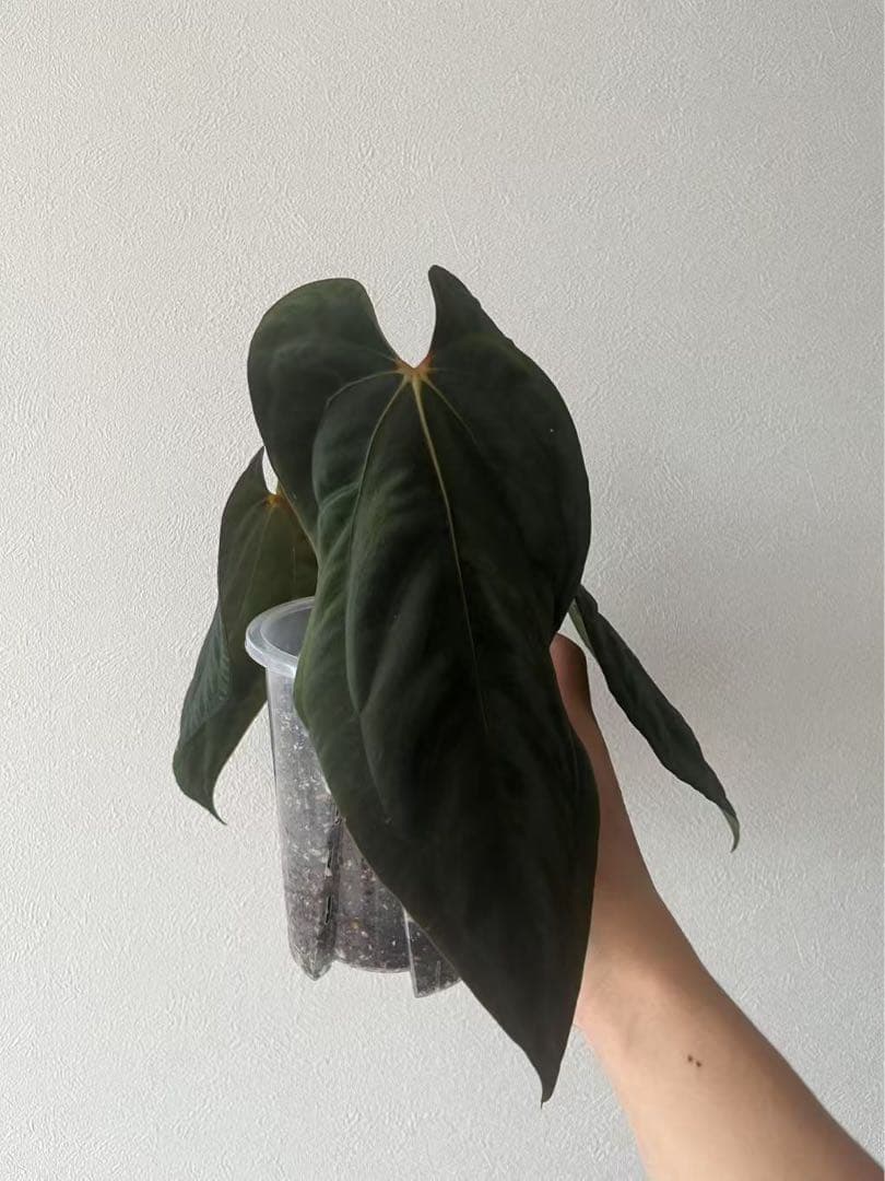 アンスリウム　reegarden papi✖️antolakii「bvep」