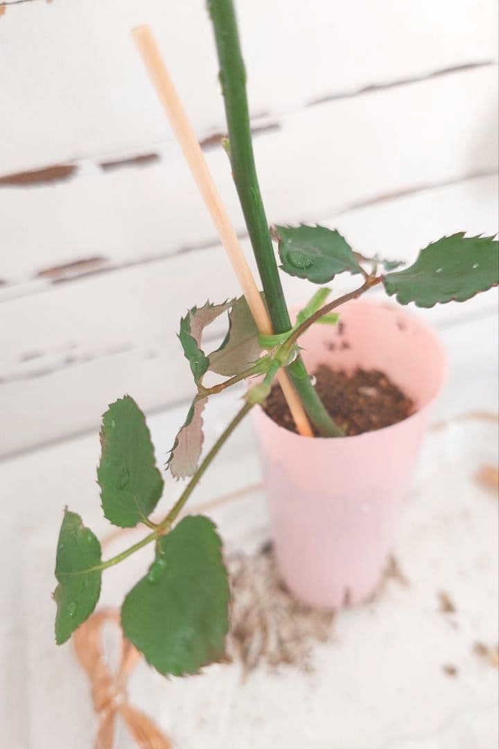 ❀オフェリアさま❀　バラ　苗　切り花品種　クリーミーな色あい　2350