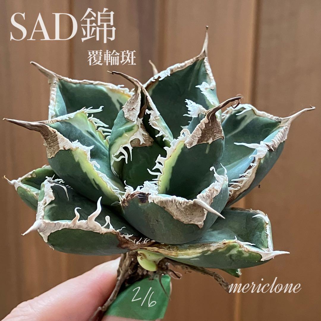 【速達】①群生　特大　特選　太棘　アガべ　SAD錦　覆輪斑　TC【子株3株】