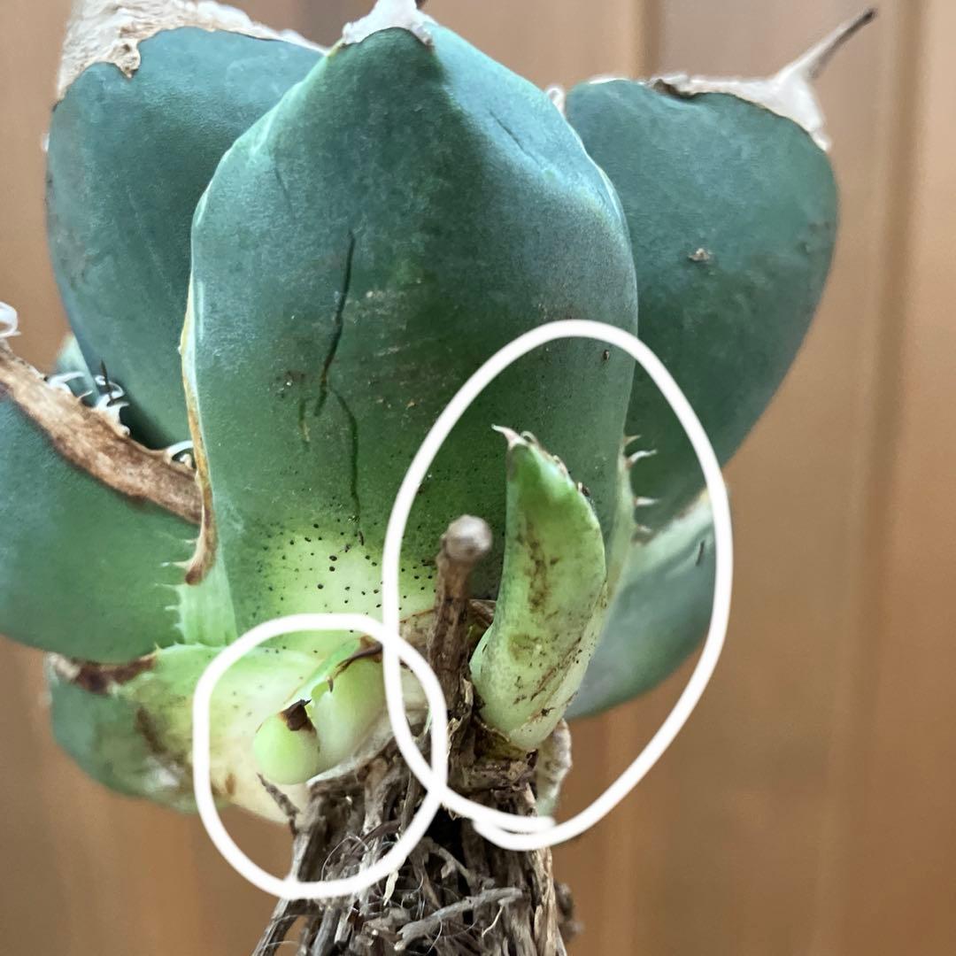 【速達】①群生　特大　特選　太棘　アガべ　SAD錦　覆輪斑　TC【子株3株】