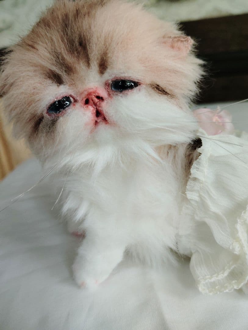 あちゃん様御予約❤ミーナちゃんと♡生後10日♡うるうるオメメの子猫ちゃん♡