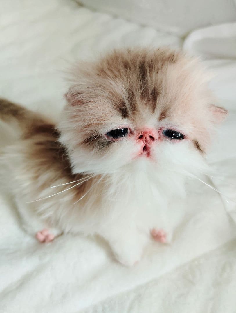 あちゃん様御予約❤ミーナちゃんと♡生後10日♡うるうるオメメの子猫ちゃん♡