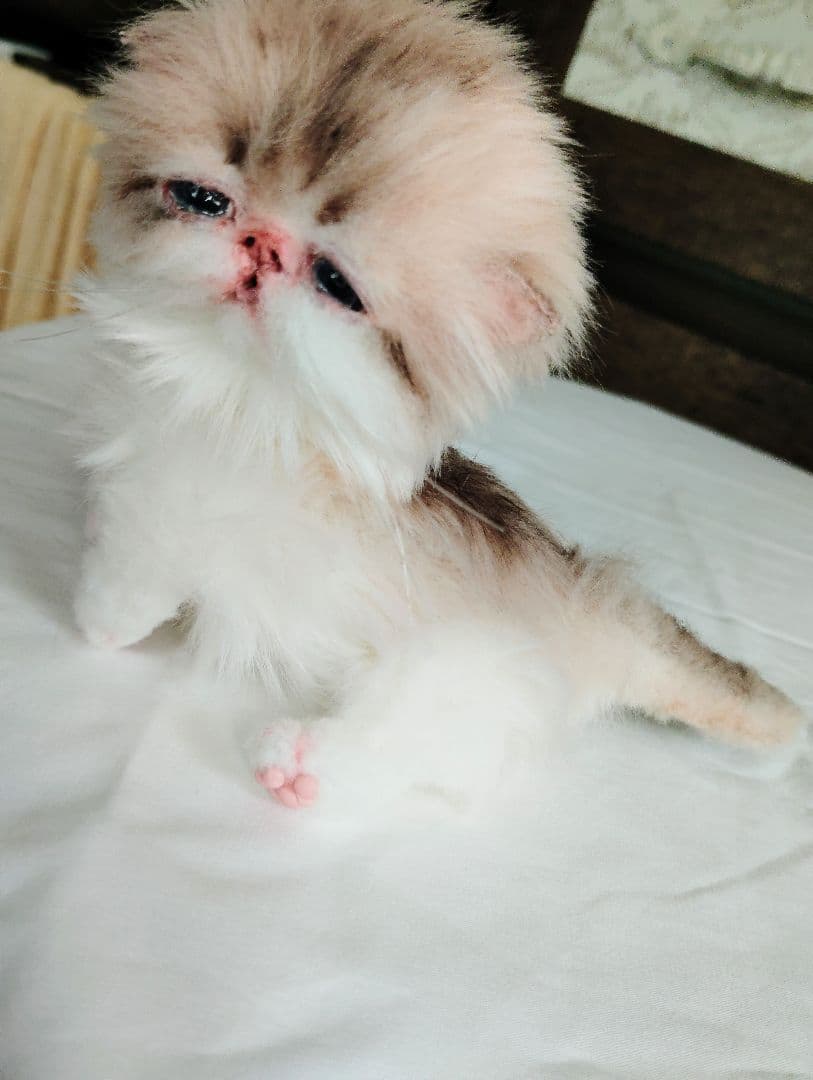 あちゃん様御予約❤ミーナちゃんと♡生後10日♡うるうるオメメの子猫ちゃん♡