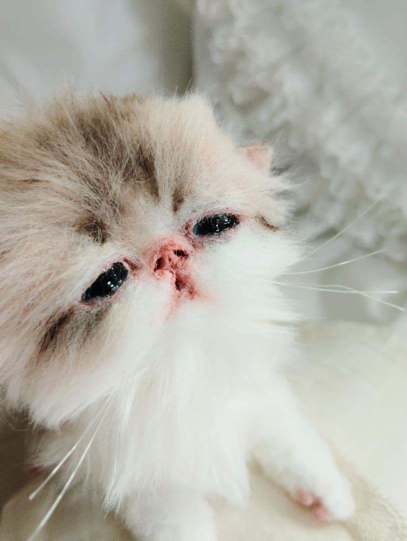 あちゃん様御予約❤ミーナちゃんと♡生後10日♡うるうるオメメの子猫ちゃん♡