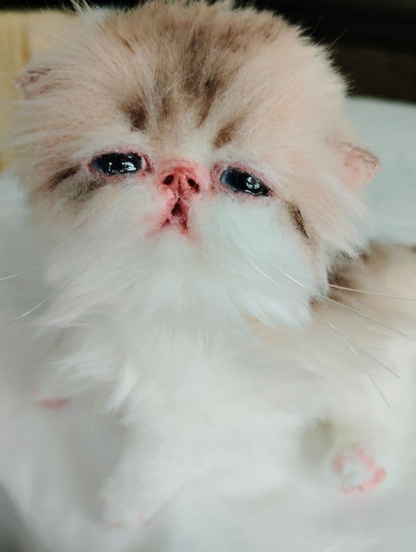 あちゃん様御予約❤ミーナちゃんと♡生後10日♡うるうるオメメの子猫ちゃん♡