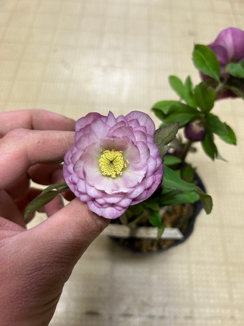 多弁ピンクゴールド交配 加藤農園クリスマスローズ同梱可能