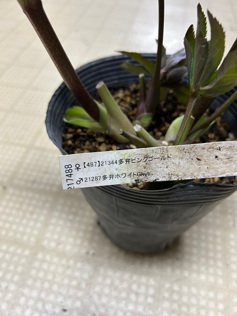 多弁ピンクゴールド交配 加藤農園クリスマスローズ同梱可能