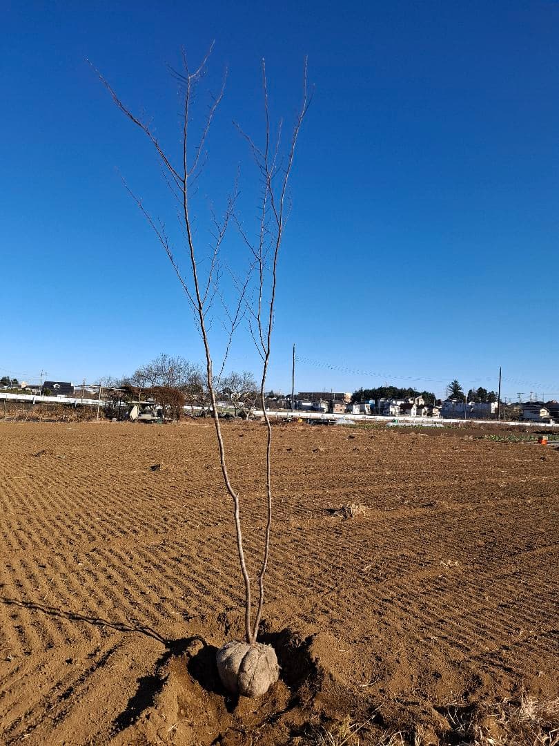 クマシデ 山彩り ――雑木 アオダモ アオハダ カエデ モミジ ――