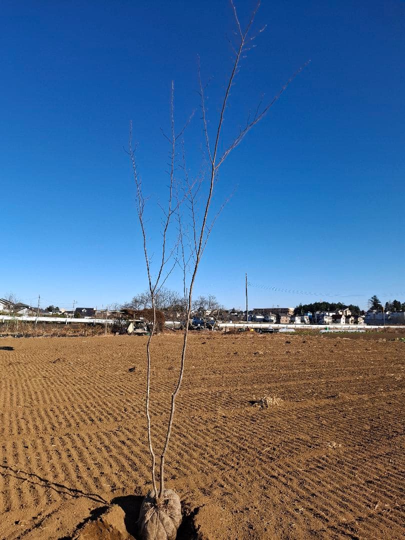 クマシデ 山彩り ――雑木 アオダモ アオハダ カエデ モミジ ――