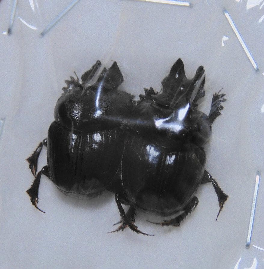 標本 Dungbeetles pair