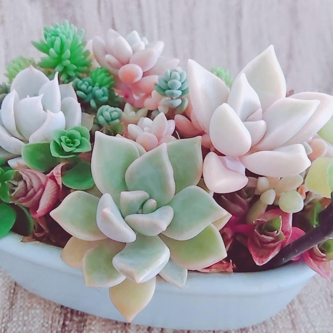 調整中①多肉植物 ちまちま寄せ植え抜き苗 根付き パープルヘイズ セダム