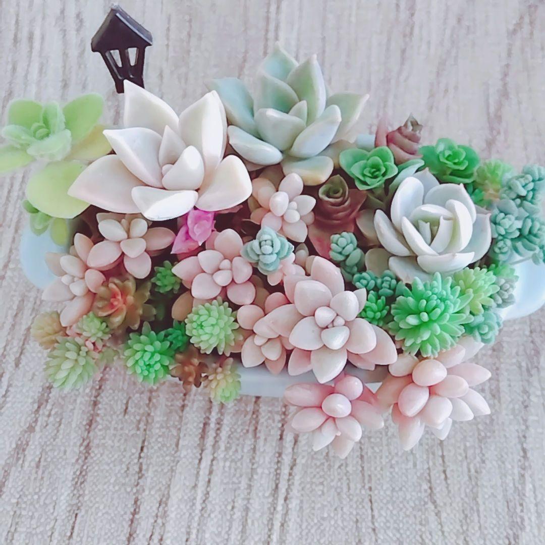 調整中①多肉植物 ちまちま寄せ植え抜き苗 根付き パープルヘイズ セダム