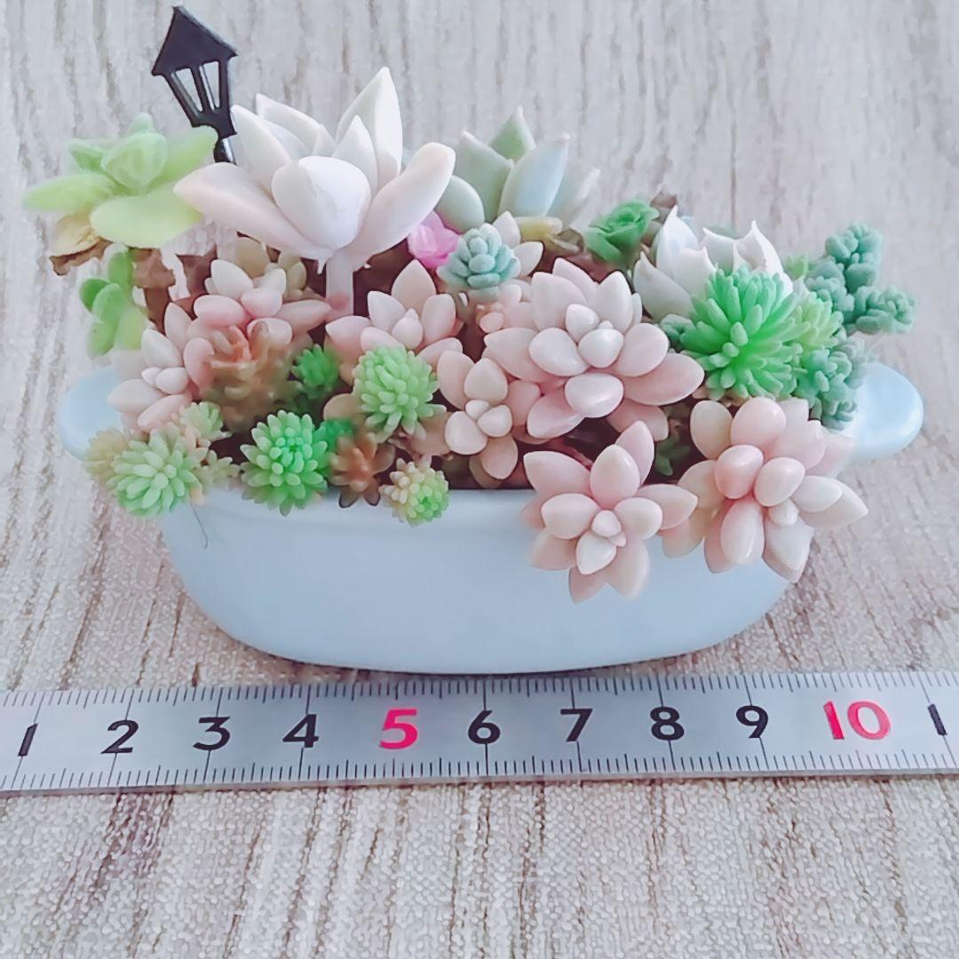 調整中①多肉植物 ちまちま寄せ植え抜き苗 根付き パープルヘイズ セダム