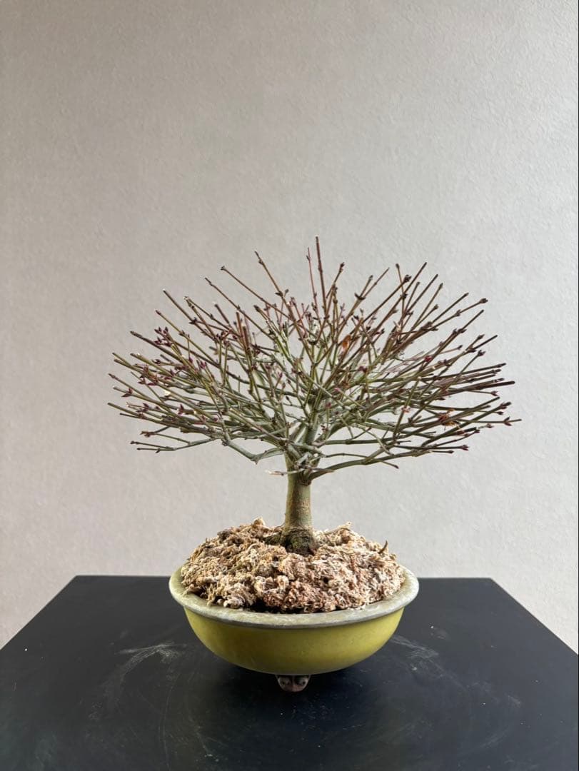 清姫もみじ　盆栽　八房紅葉　箒作り　小品　樹齢約20年