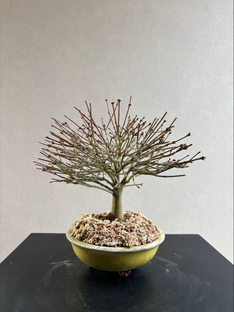 清姫もみじ　盆栽　八房紅葉　箒作り　小品　樹齢約20年