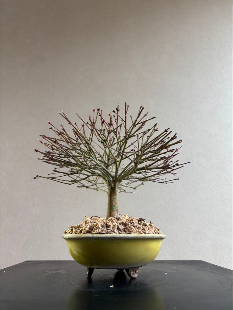 清姫もみじ　盆栽　八房紅葉　箒作り　小品　樹齢約20年