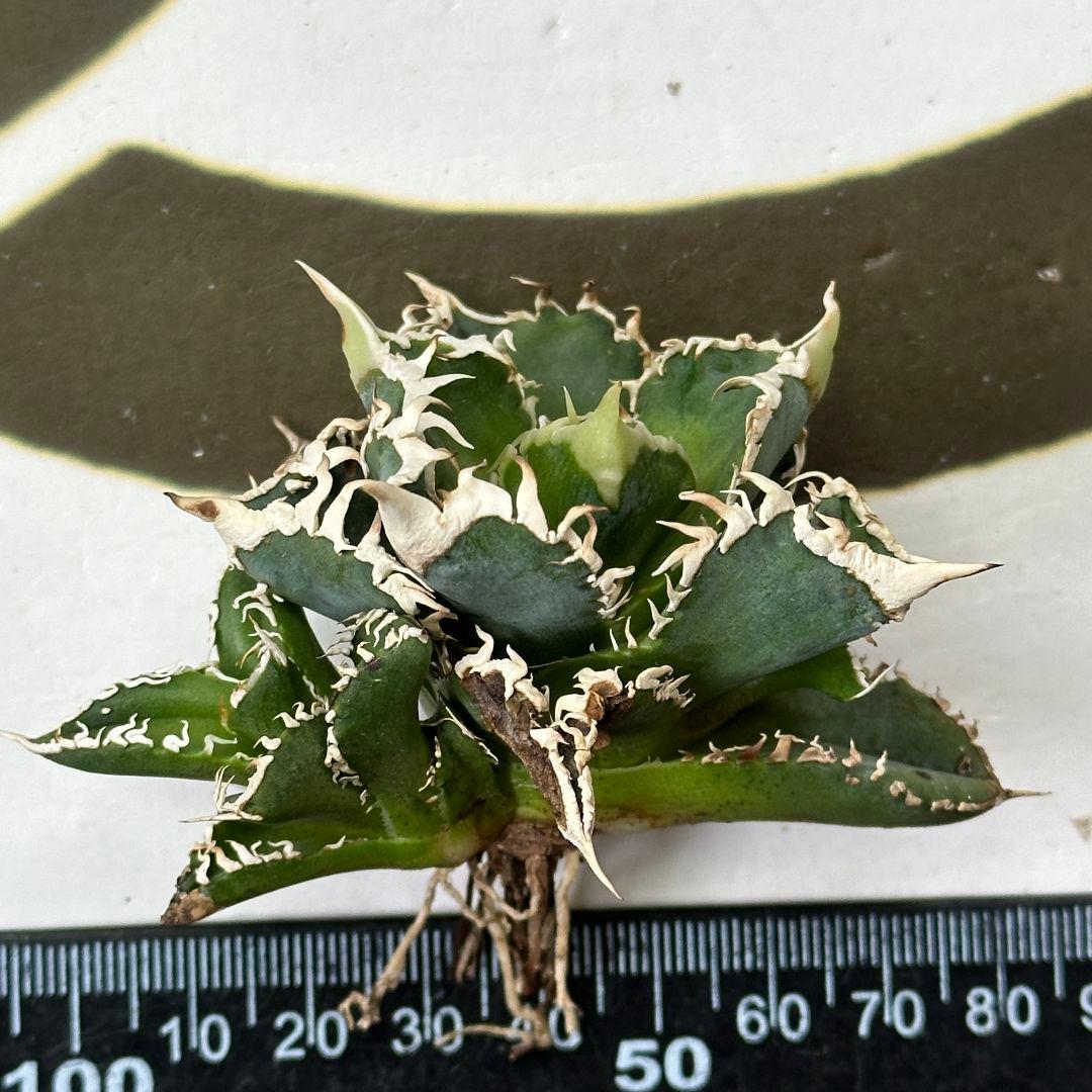 614【上澳園芸】 アガベ チタノタ 白豪棘 良質子株 LED管理株