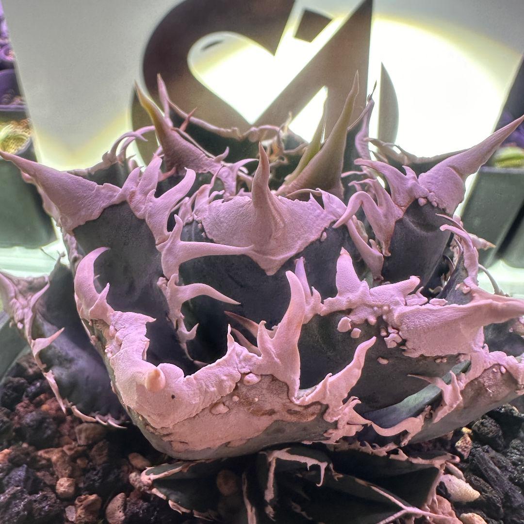 614【上澳園芸】 アガベ チタノタ 白豪棘 良質子株 LED管理株