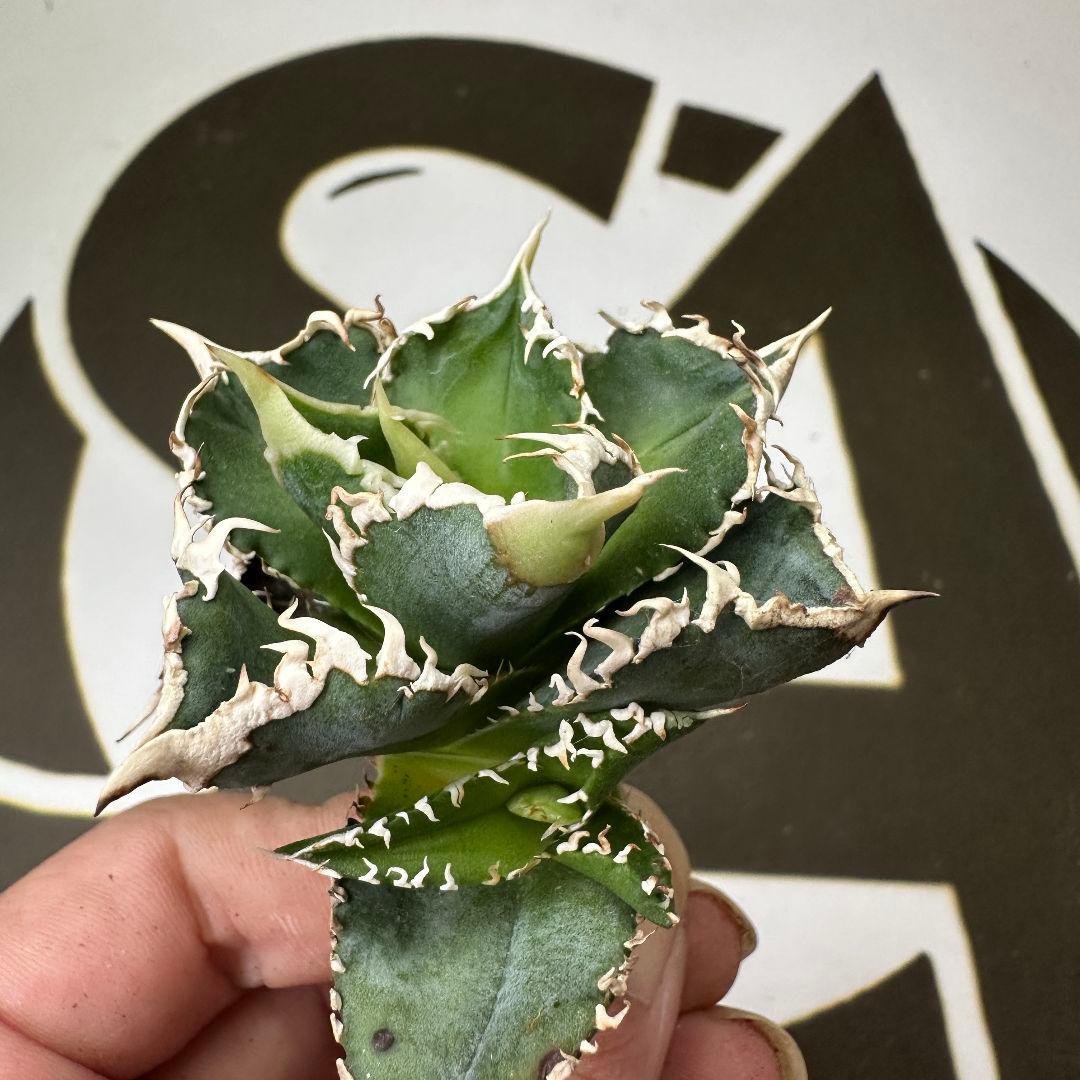 614【上澳園芸】 アガベ チタノタ 白豪棘 良質子株 LED管理株