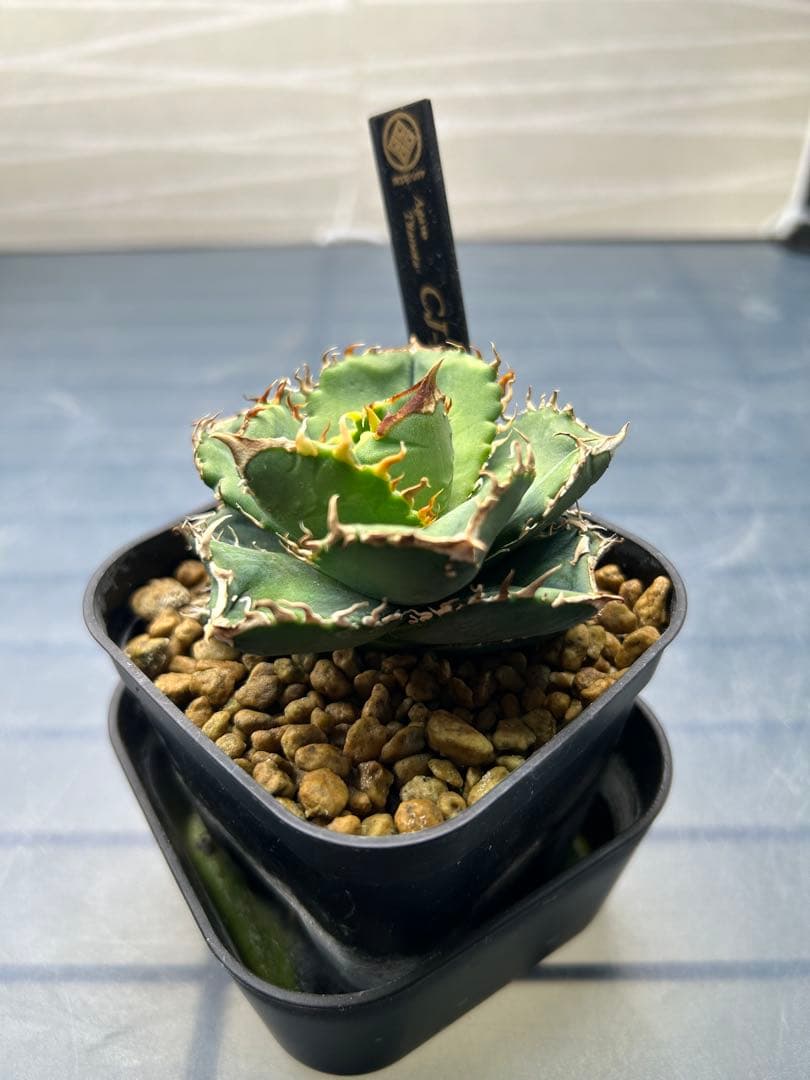 アガベ CJ-11 良型