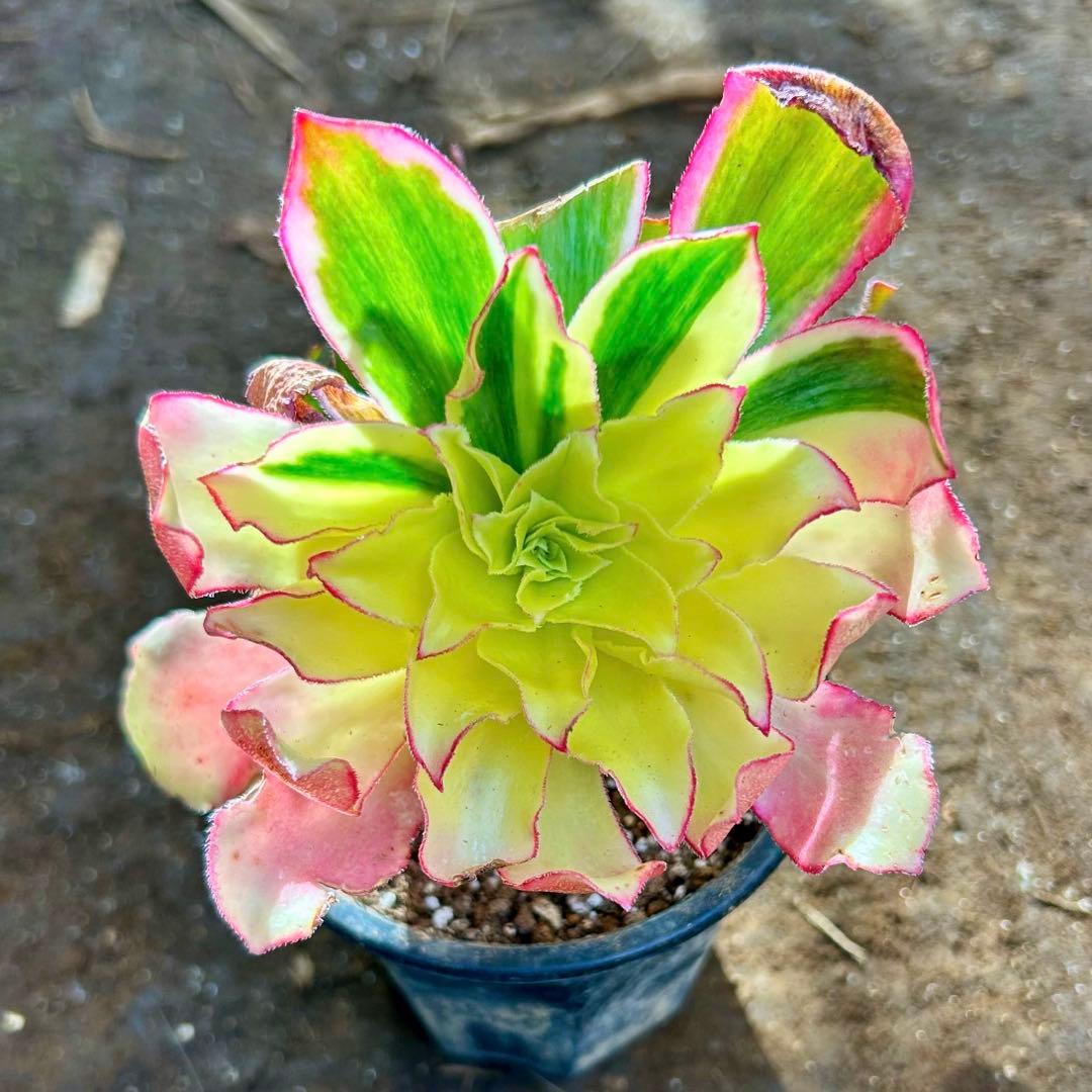 多肉植物アエオニウム錦　人気　ゴースト　魅影七彩‼️ 希少錦‼️抜き苗　皺葉