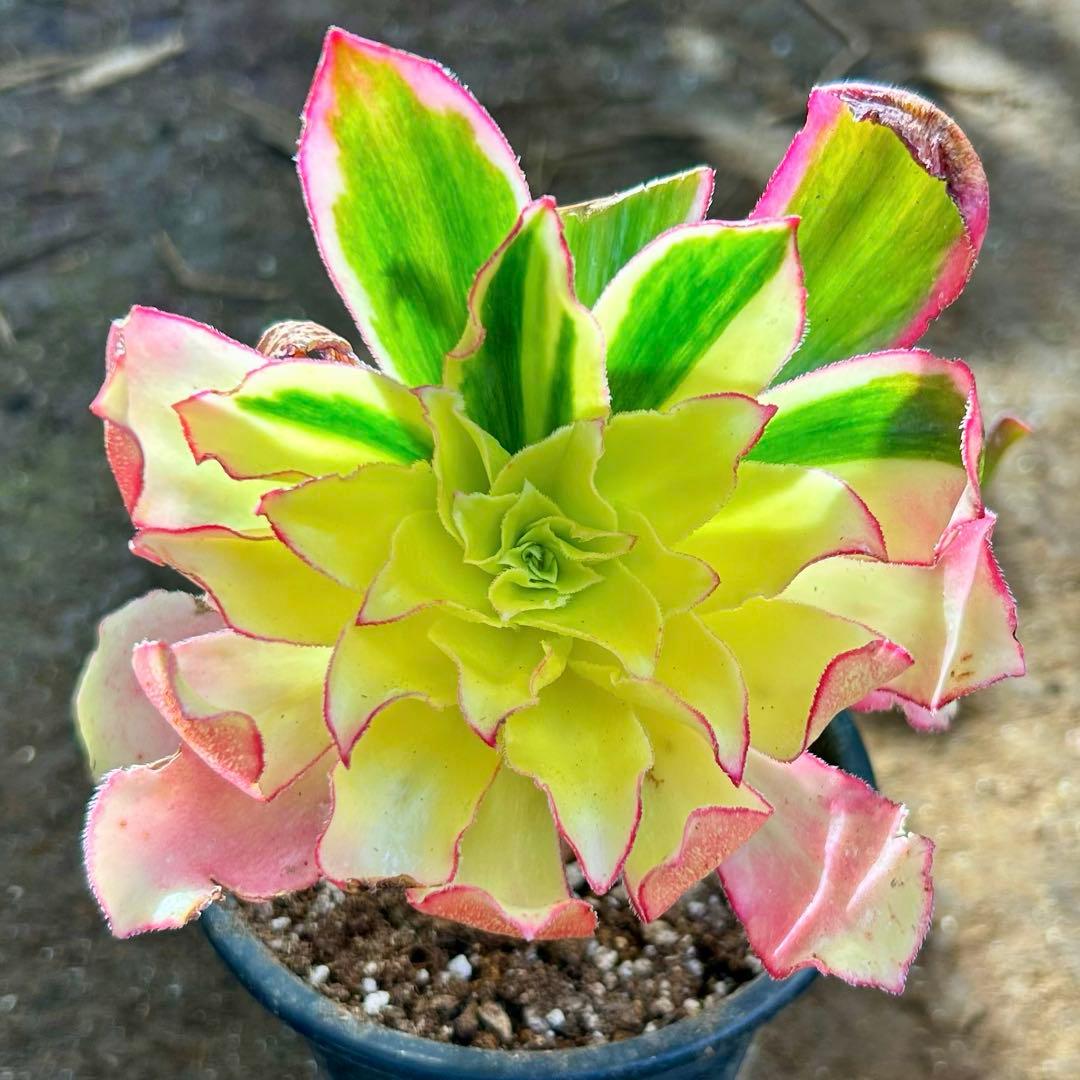 多肉植物アエオニウム錦　人気　ゴースト　魅影七彩‼️ 希少錦‼️抜き苗　皺葉