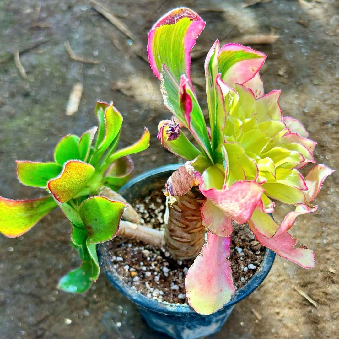 多肉植物アエオニウム錦　人気　ゴースト　魅影七彩‼️ 希少錦‼️抜き苗　皺葉