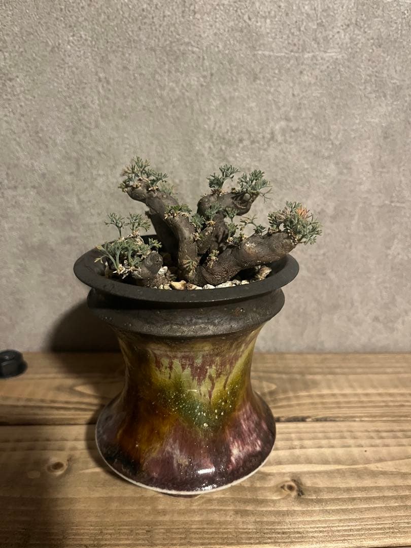 モンソニア　ムルチフィダ　サルコカウロン　ムルチフィズム　カタチ製作所　発根済