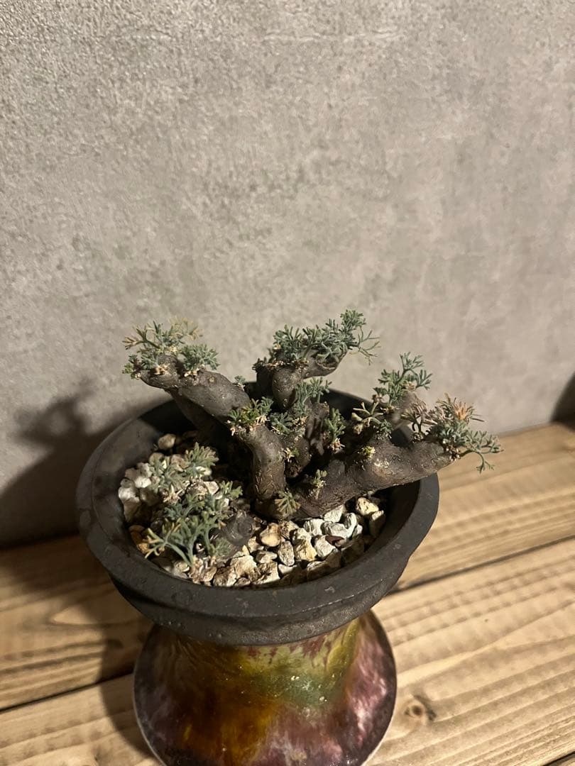 モンソニア　ムルチフィダ　サルコカウロン　ムルチフィズム　カタチ製作所　発根済