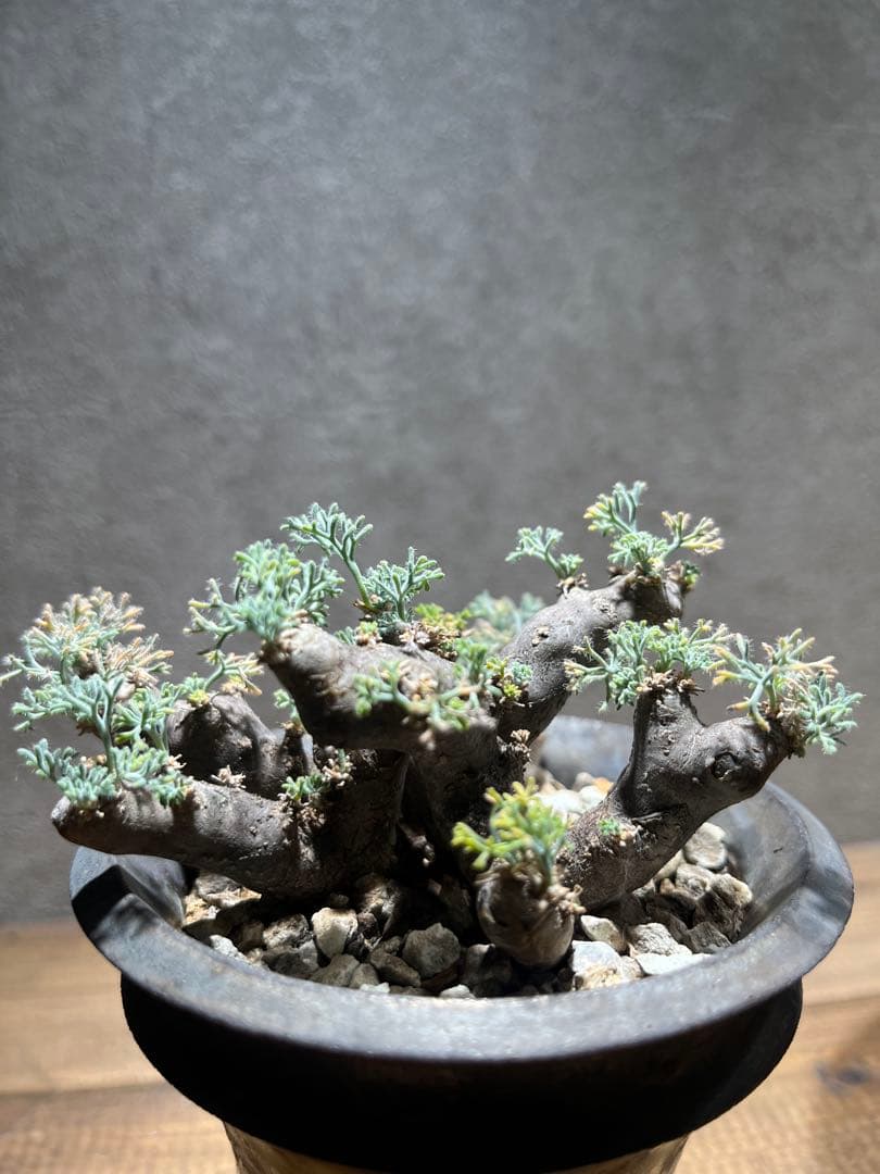 モンソニア　ムルチフィダ　サルコカウロン　ムルチフィズム　カタチ製作所　発根済