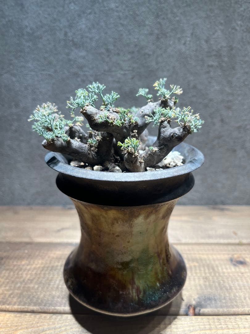 モンソニア　ムルチフィダ　サルコカウロン　ムルチフィズム　カタチ製作所　発根済