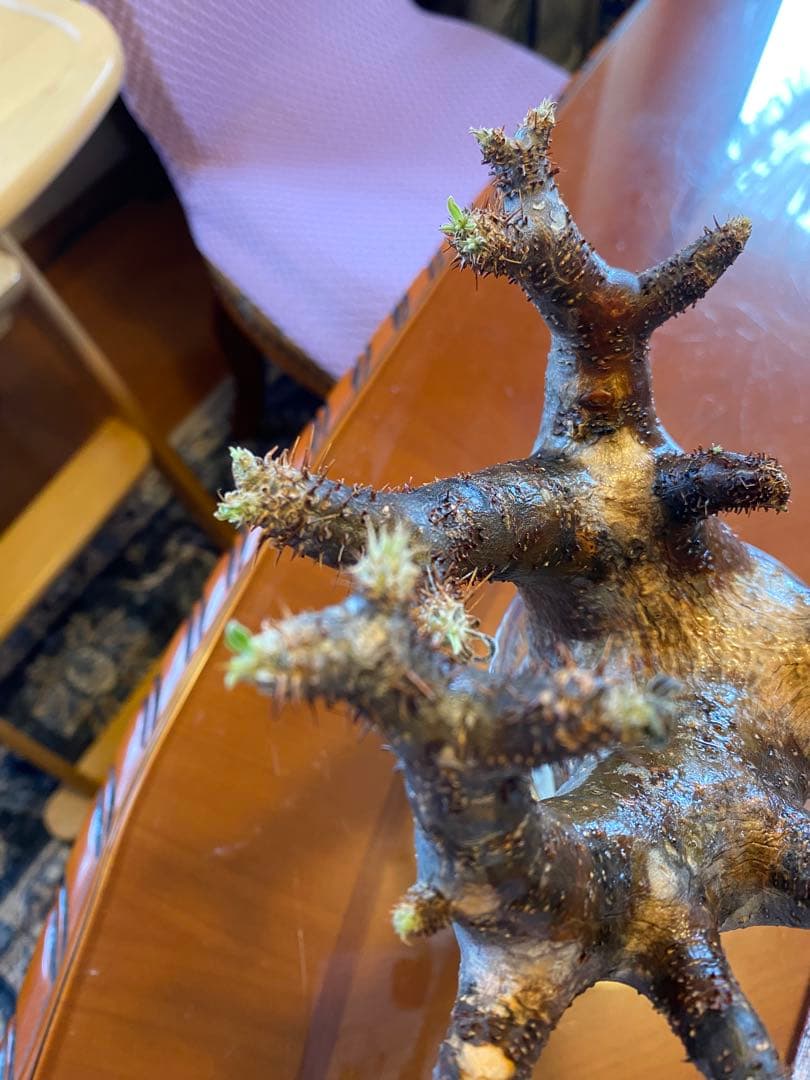 グラキリス現地球 発根済