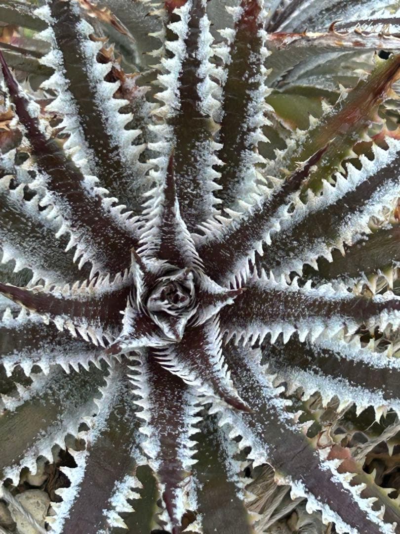 メガレア ビルベイカー ディッキア Dyckia First Cousin ⑶