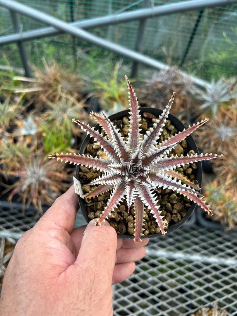 メガレア ビルベイカー ディッキア Dyckia First Cousin ⑶