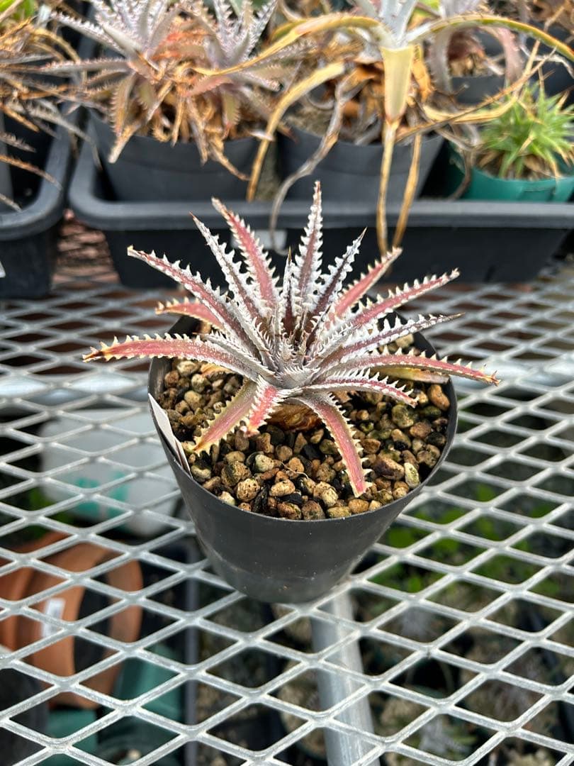 メガレア ビルベイカー ディッキア Dyckia First Cousin ⑶