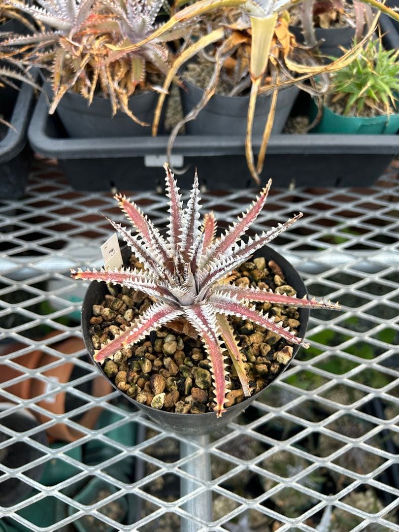 メガレア ビルベイカー ディッキア Dyckia First Cousin ⑶