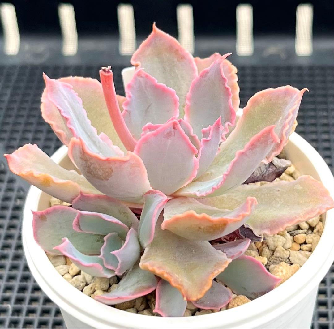 多肉植物【夕焼けの舞】抜き苗