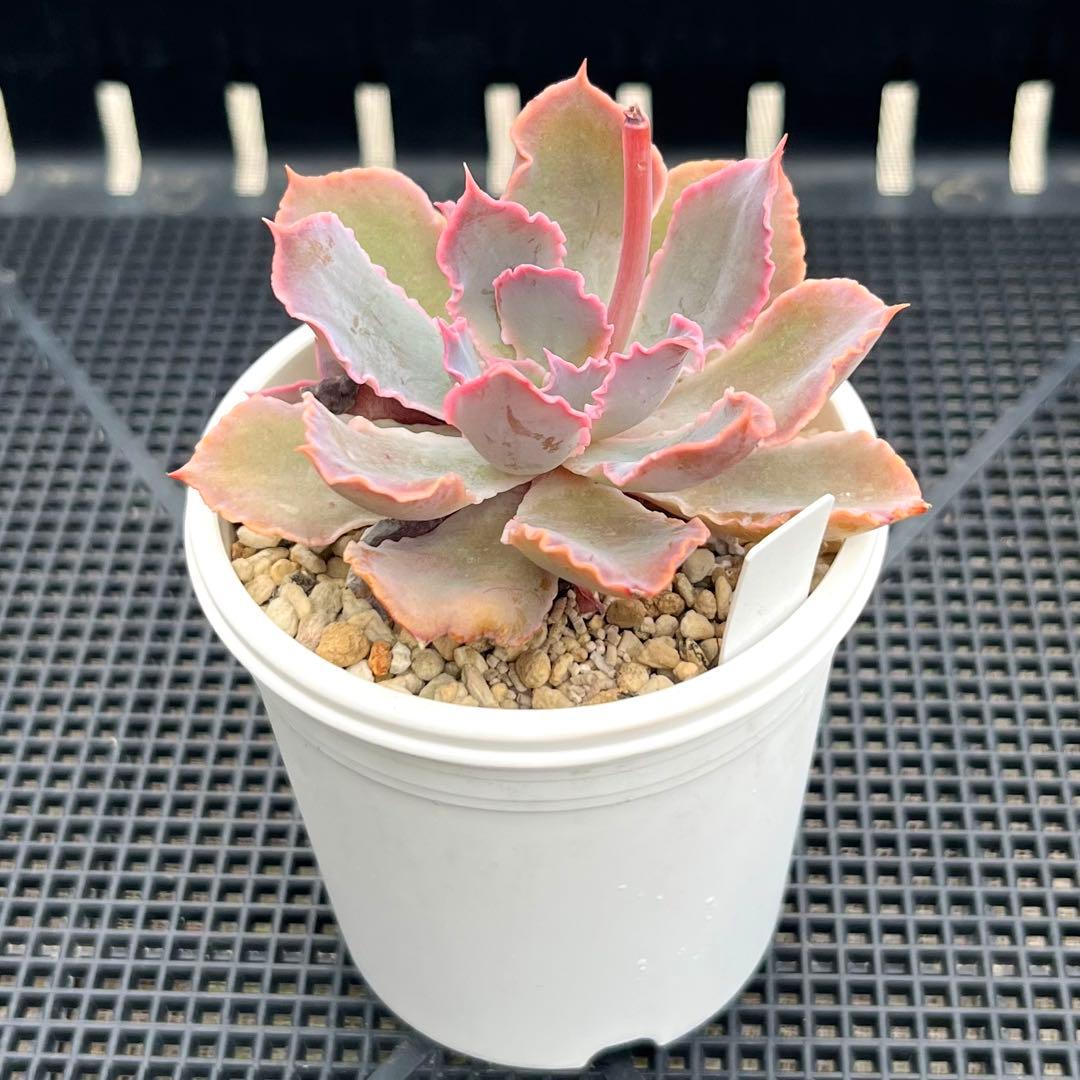 多肉植物【夕焼けの舞】抜き苗