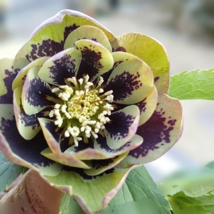 野田園芸。ヘレボルス 多層花びら 緑と紫の斑点グリーンバイカラー。No46